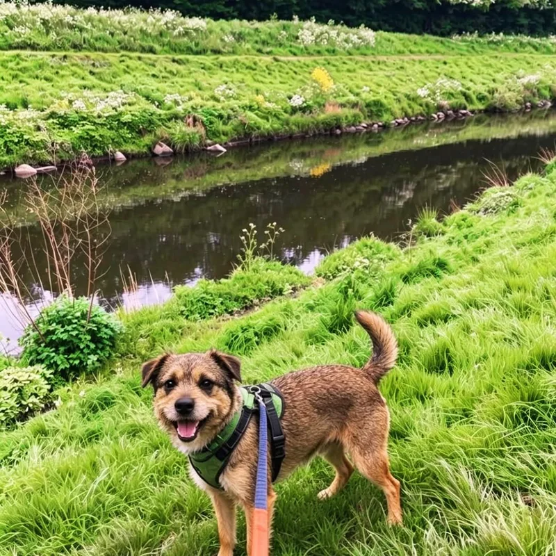 Woof and Wag Dog Walkers at work