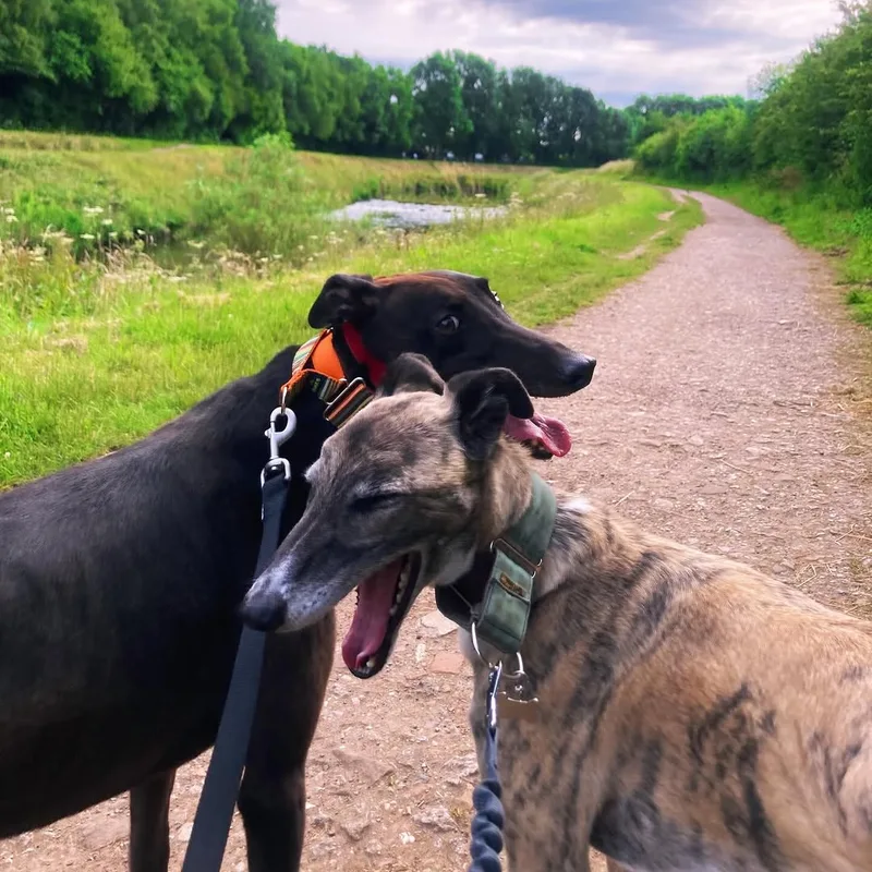 Woof and Wag Dog Walkers at work