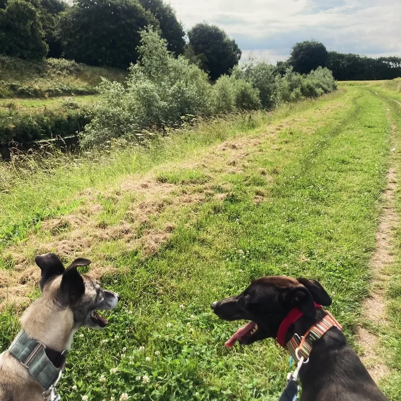 Woof and Wag Dog Walkers at work